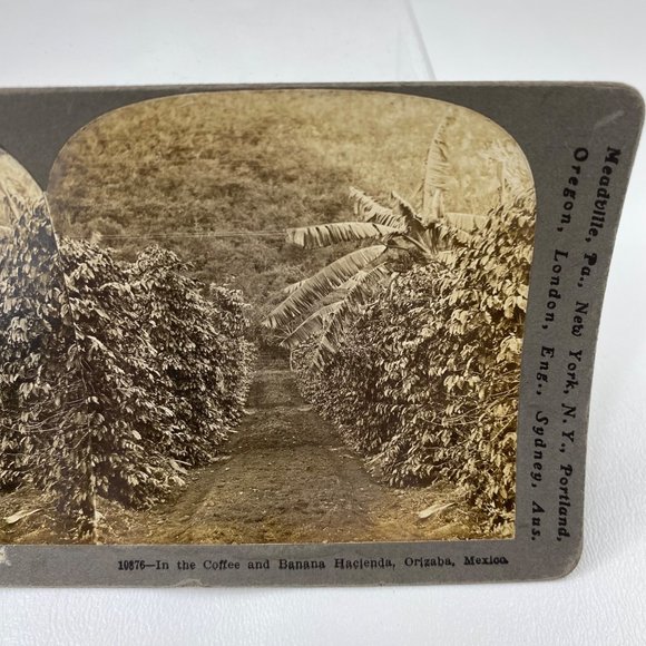 Antique 1900 Stereoview Photo Card Coffee Banana Hacienda Orizaba Mexico Keyston - Picture 4 of 8